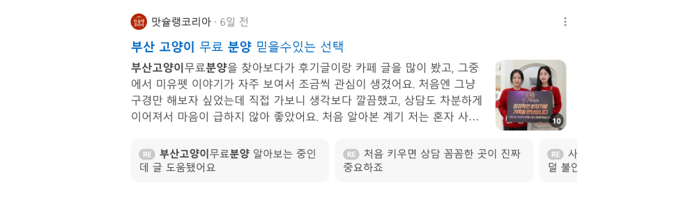 '부산 고양이 분양' 검색 시 네이버 카페 영역 노출 화면