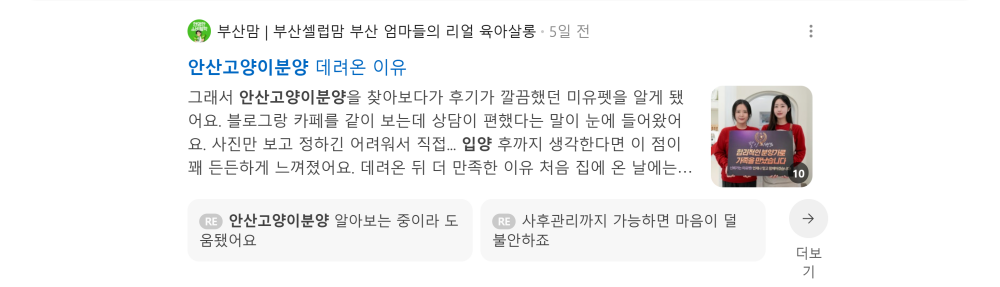 '안산고양이분양' 검색 시 네이버 카페 영역 노출 화면